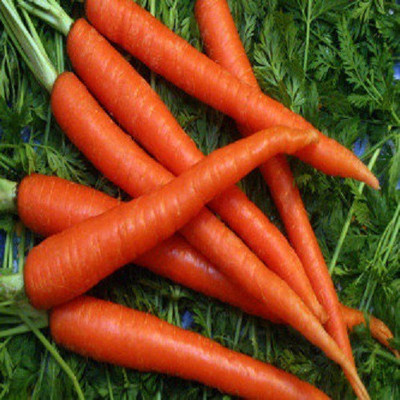 syed CARROT SEED Seed(100 per packet)