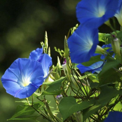 syed IPOMINA MORNING GLORY SEED Seed(100 per packet)