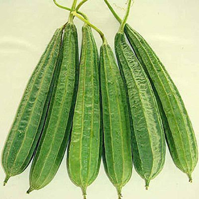 VibeX ® VXI-261 Ridge Gourd Tori Hybrid Seeds Seed(50 per packet)