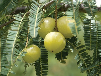 Paudha Amla Plant Seed(30 per packet)