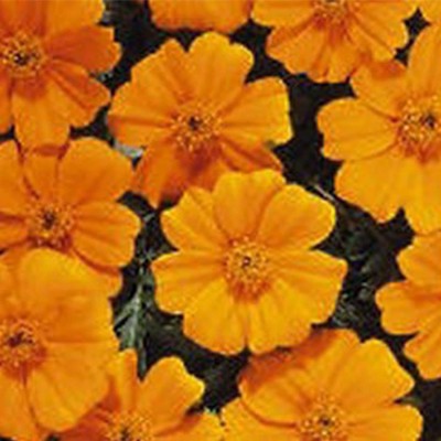 VibeX ® AF-170-849-French Marigold Flower Garden Seeds - Disco Series - Orange Seed(5 per packet)