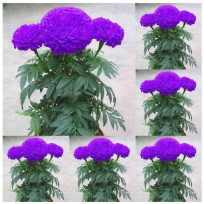 VibeX VXI-876-BLUE MARIGOLD SEEDS Seed(5 per packet)