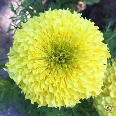 VibeX LXI-792-Primrose African Marigold Seeds Seed(1 per packet)