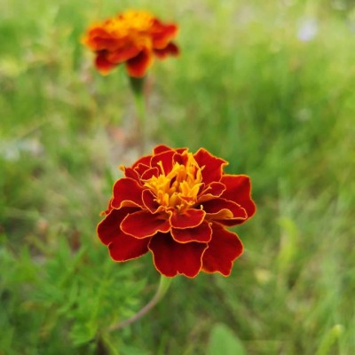 VibeX French Red Marigold Premium Seeds Seed(50 per packet)