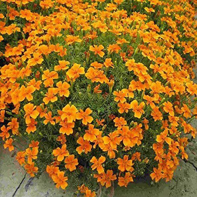 VibeX Marigold Seed(5 per packet)