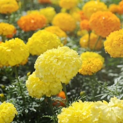 VibeX ™ VXI-976-Crackerjack Marigold Seeds Seed(10 per packet)