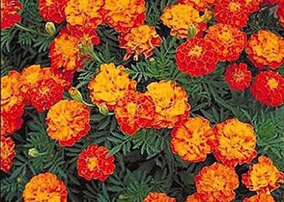 VibeX ™ LXI-832-French Marigold Sparky Mix Seeds Seed(5 per packet)