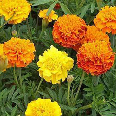 VibeX Marigold Seed(100 per packet)