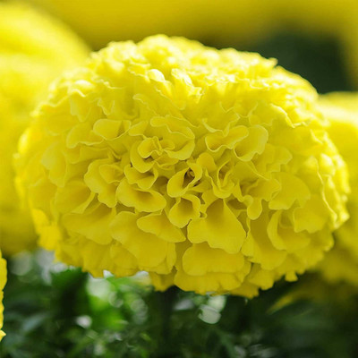 VibeX Marigold Seed(500 per packet)