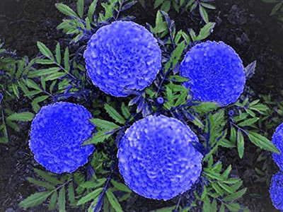 VibeX Marigold Seed(1 per packet)
