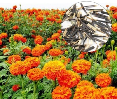 VibeX F1 Hybrid Marigold Seeds Seed(150 per packet)