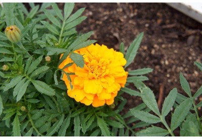 VibeX Rare Yellow Marigold Flower Seeds Seed(500 per packet)