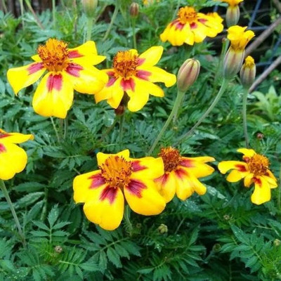 VibeX CRACKERJACK AFRICAN MARIGOLD SEEDS Seed(1000 per packet)