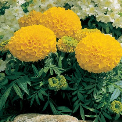 VibeX African Marigold Flower Garden Seeds - Antigua Series F1 - Gold Seed(1000 per packet)
