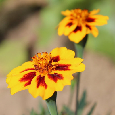 VibeX LXI-1032-Lemon/Tangerine Gems Signet Marigold Seeds Seed(10 per packet)