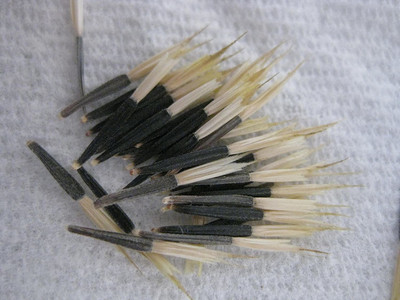 VibeX Marigold Seed(100 per packet)