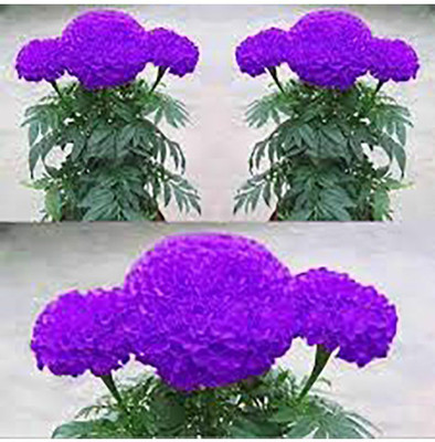 VibeX Marigold Seed(5 per packet)