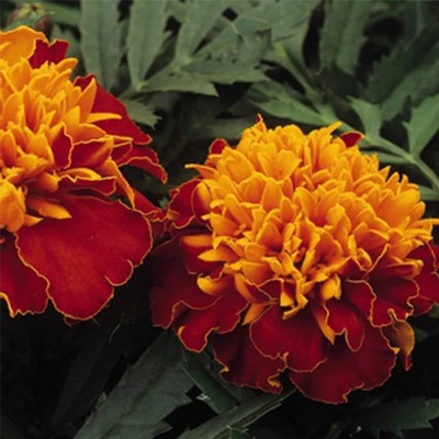 VibeX French Marigold Flower Garden Seeds - Janie Series - Harmony Seed(1000 per packet)