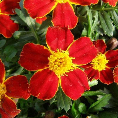 VibeX XX-170-850-French Marigold Flower Garden Seeds - Disco Series - Red Seed(5 per packet)