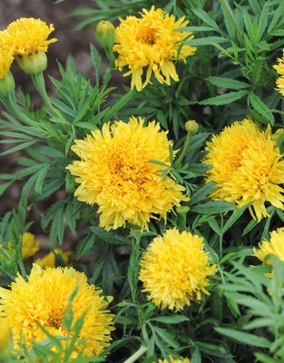 VibeX XX-159-795-Simba Yellow African Marigold Seeds Seed(1 per packet)