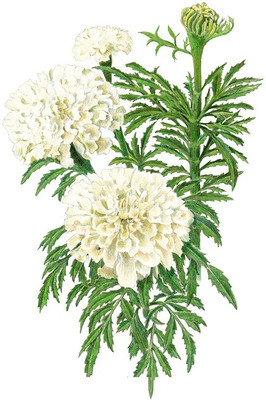 VibeX Vanilla Improved Hybrid African Marigold Seeds Seed(100 per packet)