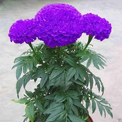 VibeX Blue Marigold Rare Marigold Flower Seeds Seed(500 per packet)