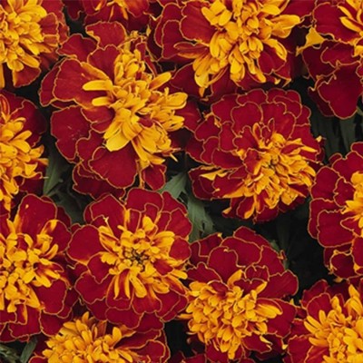 VibeX VXI-971-French Marigold Flower Garden Seeds - Bonanza Series - Harmony Seed(10 per packet)