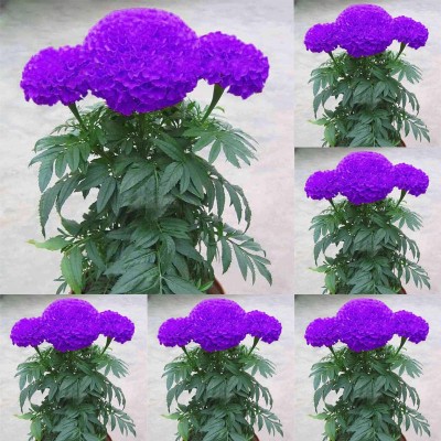 VibeX VXI-651-Blue Marigold Flower Plant Seeds Seed(1000 per packet)