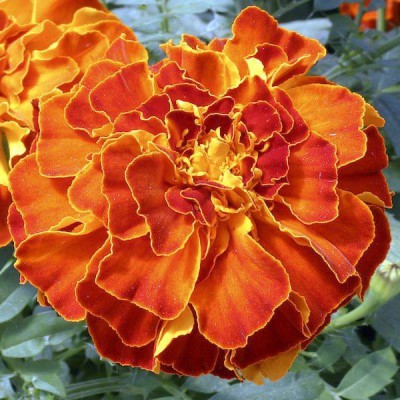 VibeX Zenith Red French-African Hybrid Marigold Seeds Seed(150 per packet)