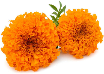 WILLVINE ™Marigold Seeds F1 Maria Seed(1000 per packet)