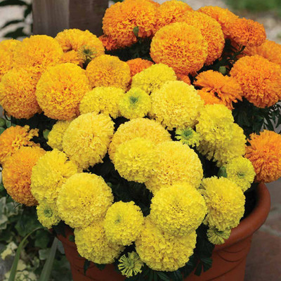 Biosnyg Marigold Seeds Mixed Color Double Flower 200 Seeds Seed(200 per packet)
