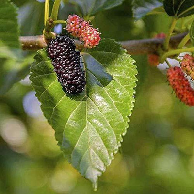 Vijay Sales Shahtoot/Mulberry Plant(Hybrid, Pack of 1)
