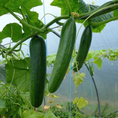 The Entacloo Cucumber / Kheera Seed(110 per packet)