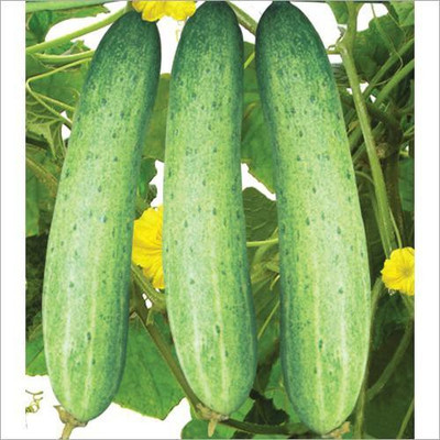 LYRS Cucumber Seed(65 per packet)