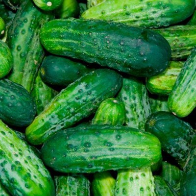 LYRS Cucumber Seed(170 per packet)