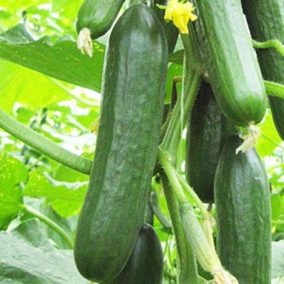 The Entacloo Hybrid Cucumber / Kheera Seeds Seed(350 per packet)