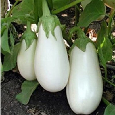 ROSEMERC organic white roundd brinjal Seed(500 per packet)