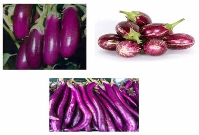 V Seed Brinjal Purple Lite Combo (Round, Egg, Long)- 25 Seed(25 per packet)