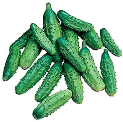 LYRS Cucumber Seed(400 per packet)