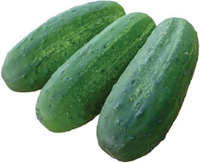 LYRS Cucumber Seed(400 per packet)