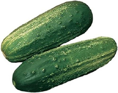 The Entacloo Cucumber / Kheera Seed(140 per packet)