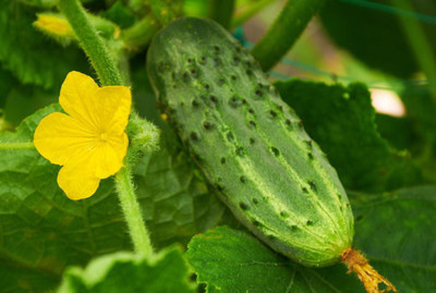 LYRS Cucumber Seed(400 per packet)