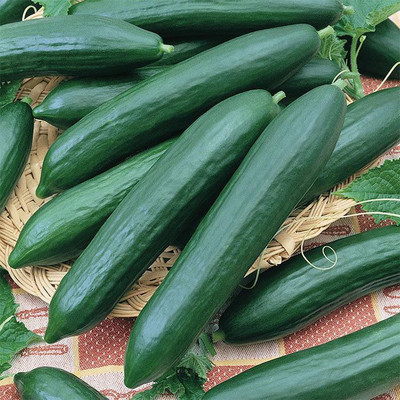 LYRS Cucumber Seed(30 per packet)