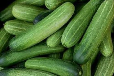 LYRS Cucumber Seed(100 per packet)