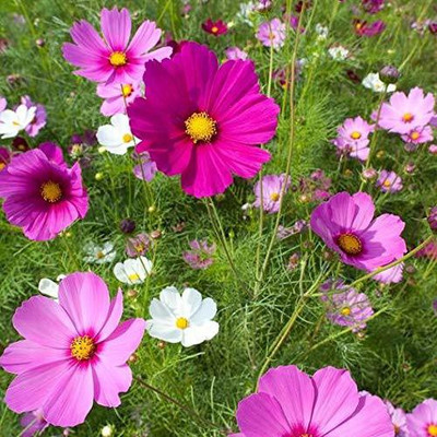 CYBEXIS Flower F1 Hybrid Cosmos Seeds Seed(50 per packet)