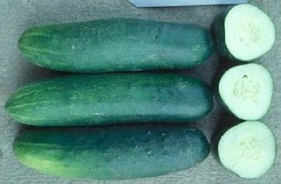 The Entacloo Cucumber / Kheera Seed(140 per packet)