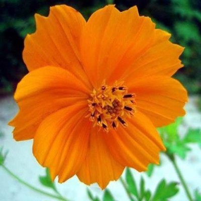 Airex Cosmos Orange Seed(300 per packet)