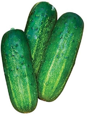 LYRS Cucumber Seed(60 per packet)