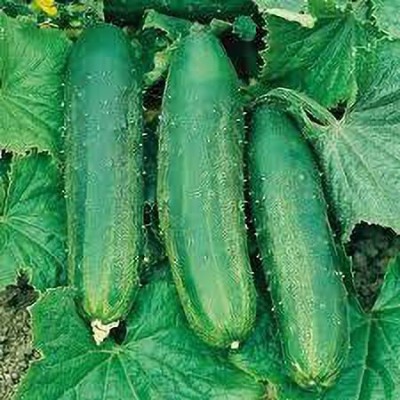 LYRS Bush Champion Cucumber / Kheera Seeds Seed(120 per packet)
