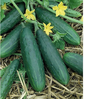 The Entacloo Spacemaster Cucumber / Kheera Seeds Seed(140 per packet)